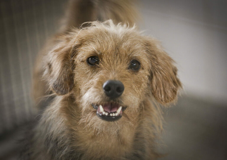 Abra seu lar e coração para adotar cães e gatos da Zoonoses