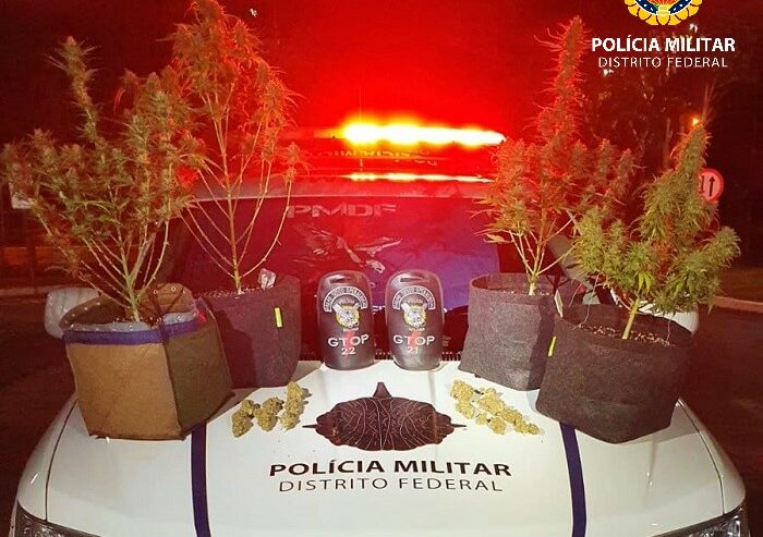 PMDF descobre plantação de maconha em estufa num apartamento na Asa Sul