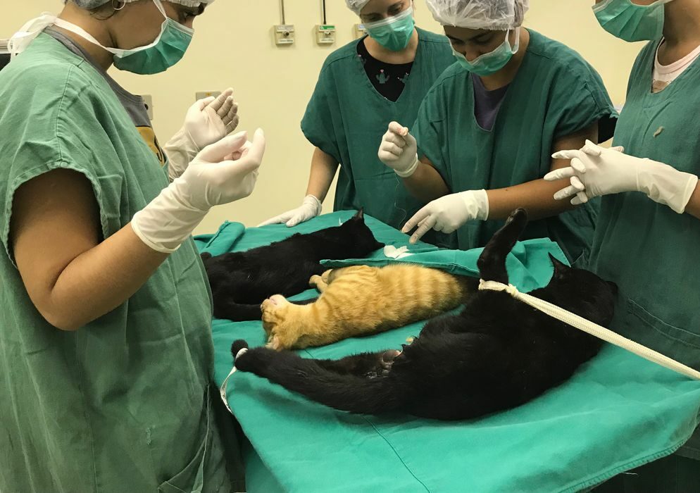 Abertas as inscrições para castração de cães e gatos; começa dias 28 e 29