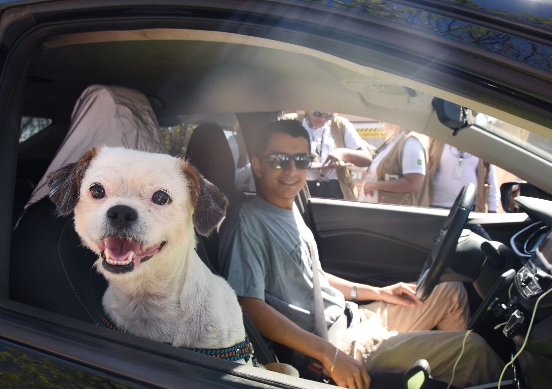 Vacinação de cães e gatos registra recorde