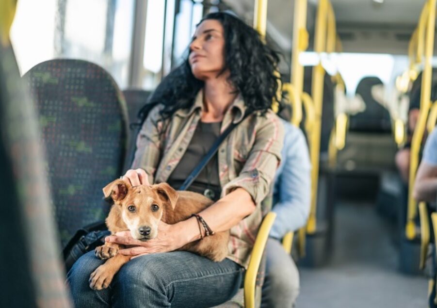 Pets com coleira e guia agora podem ser levados em ônibus e metrô