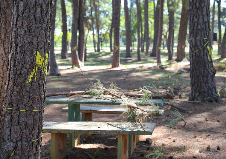 Grupo de trabalho planeja a retirada de pinheiros do Parque da Cidade