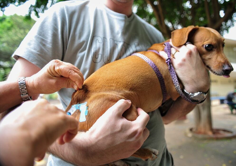 DF amplia locais para vacinação antirrábica de cães e gatos