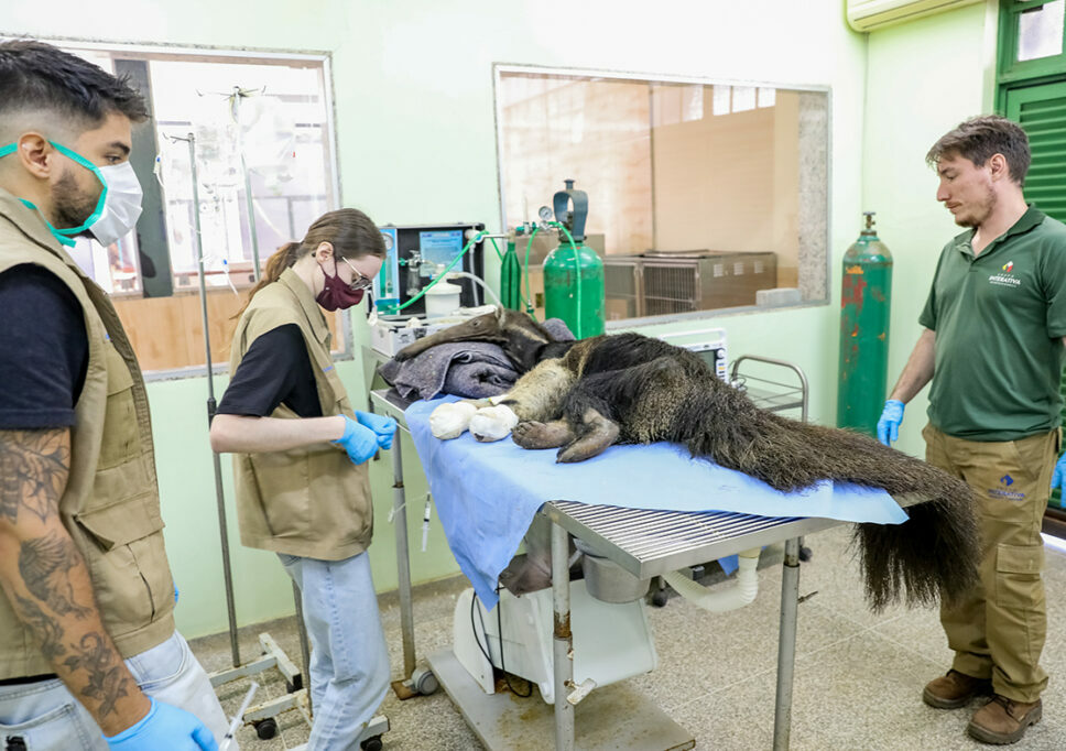 Zoológico de Brasília acolhe e reabilita animais atropelados no DF