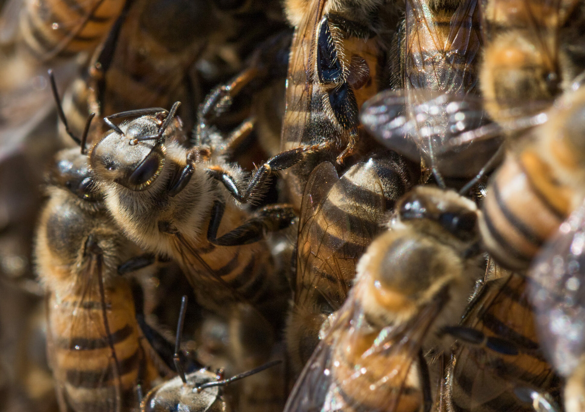 Especialistas alertam para ataques de abelhas e orientam sobre socorro