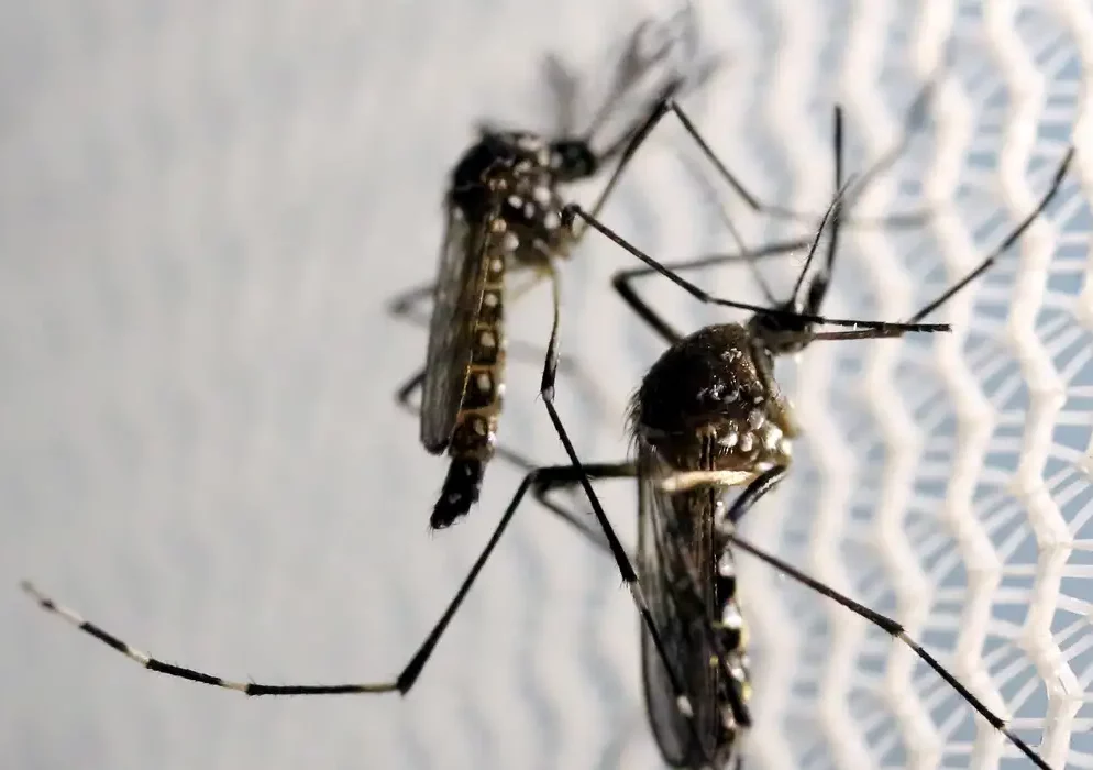 Domingo é o Dia Nacional de Combate ao Aedes Aegypti