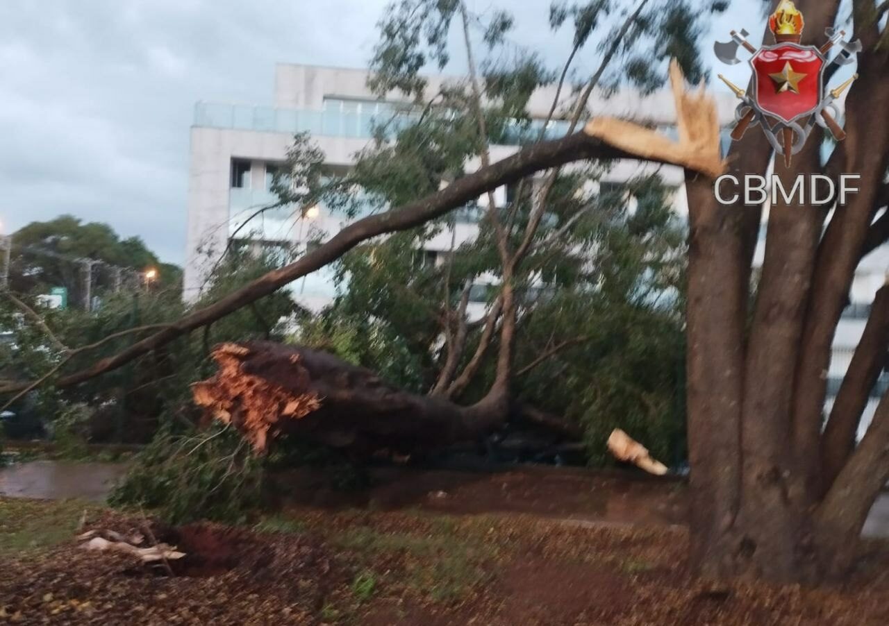 Fortes chuvas provocaram diversas quedas de árvores no Distrito Federal