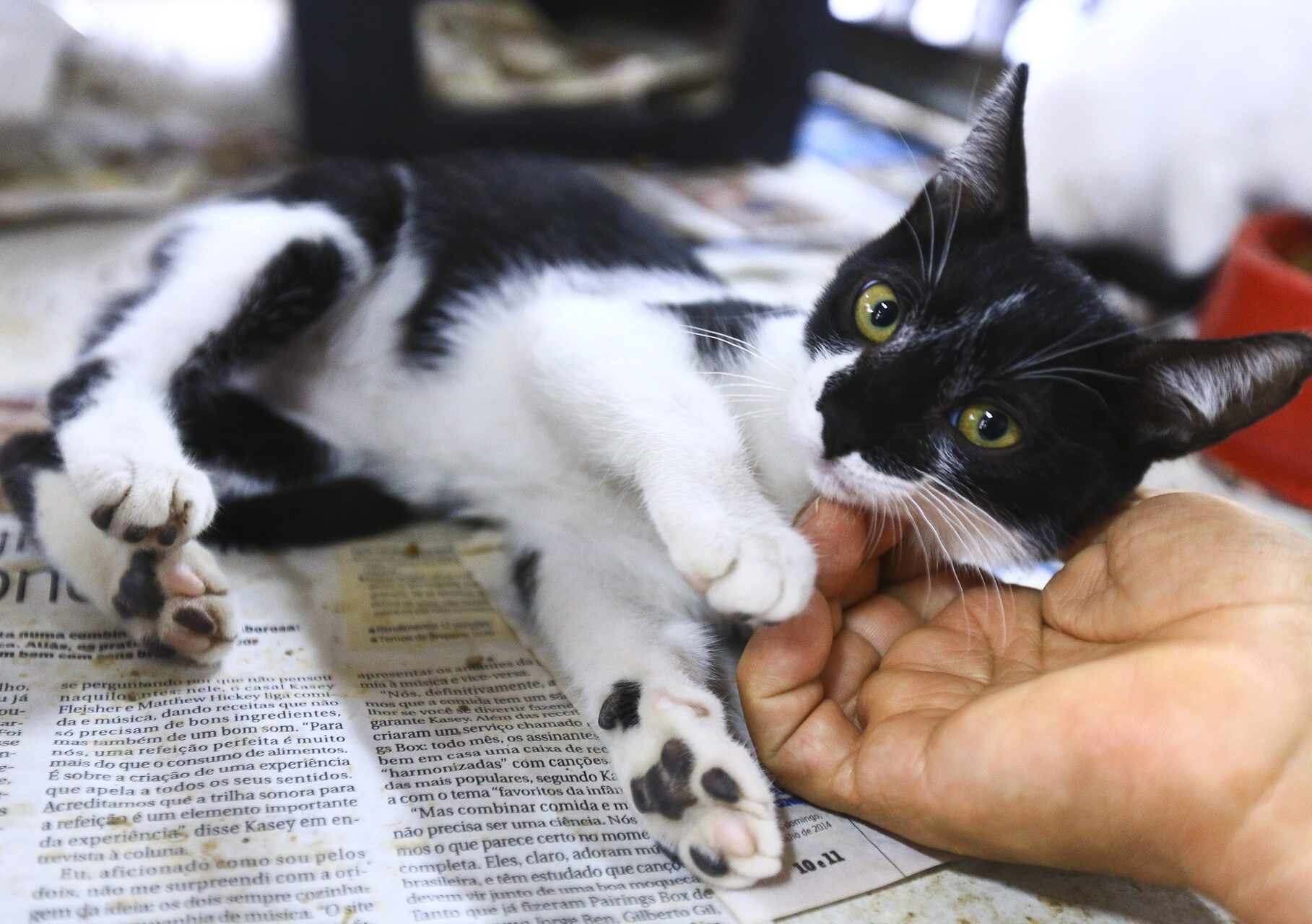 Inscrições para castração gratuita de gatas começam nesta quarta (31)