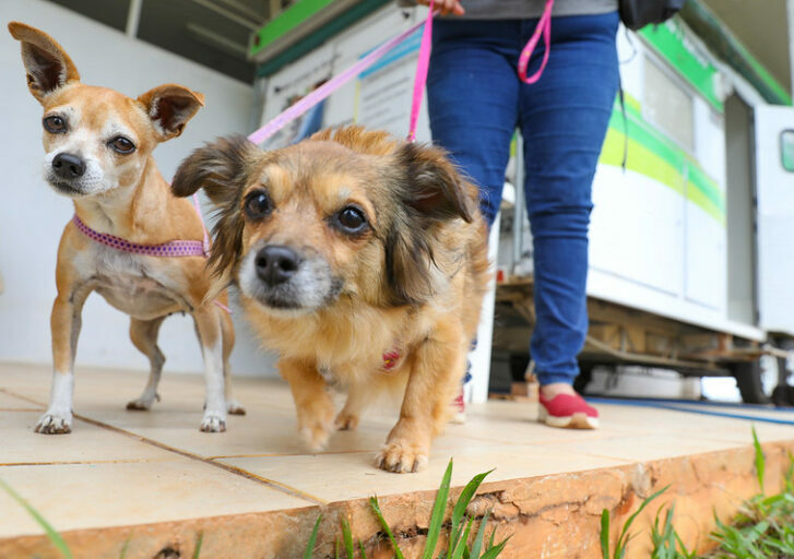 Participe da pesquisa populacional sobre cães e gatos do DF