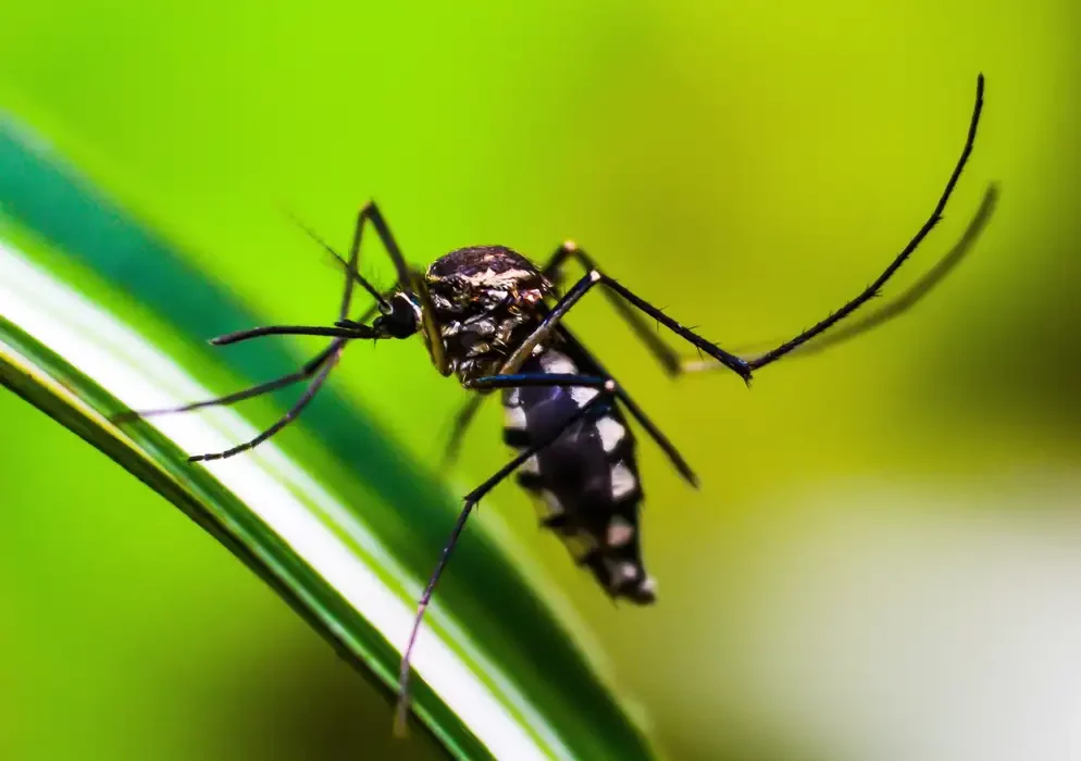 Dengue: Anvisa vai priorizar registro de dispositivos para diagnóstico