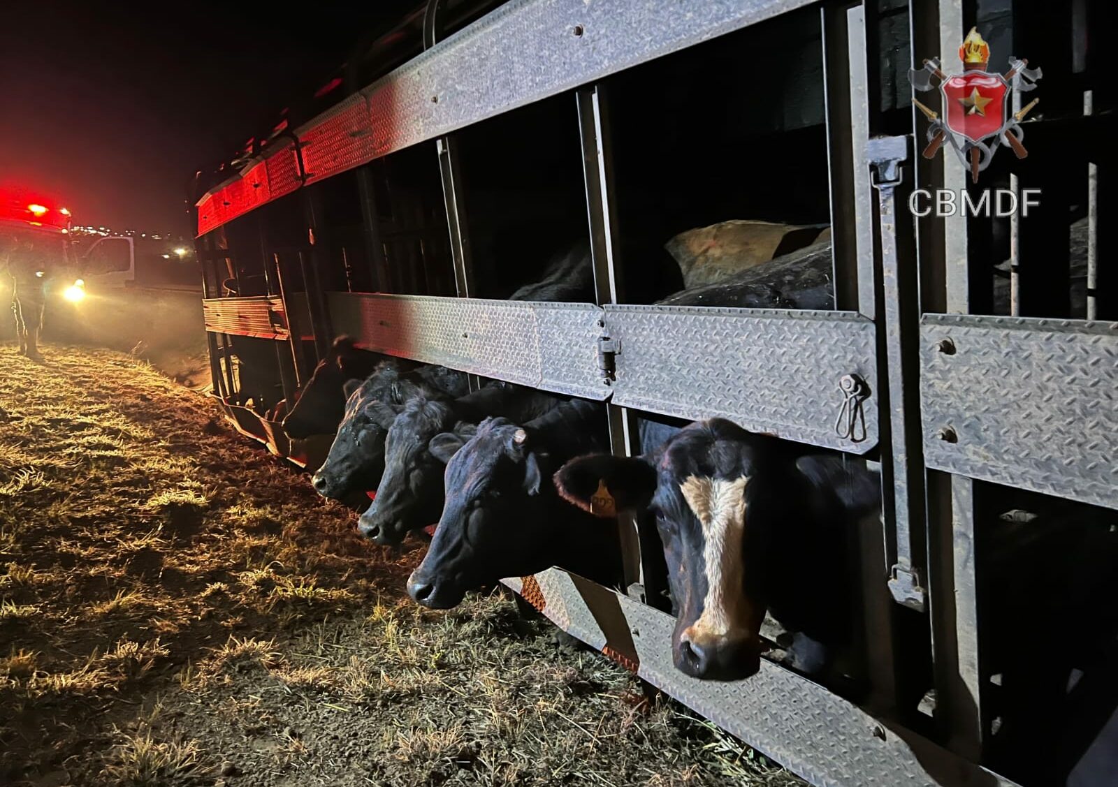 Pelo menos dois animais morreram no local - Foto: Divulgação CBMDF