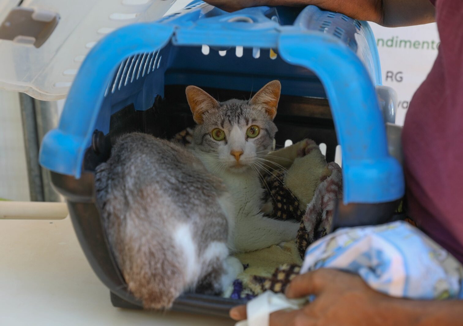 O agendamento de gatos deve ser feito nesta quarta (27), enquanto o de cachorros será feito na quinta-feira (28); as inscrições são online