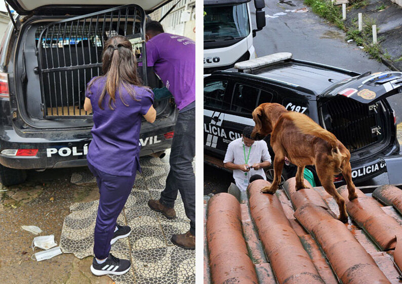 A tutora dos animais foi presa em flagrante e indiciada por maustratos - Foto: Divulgação PCDF